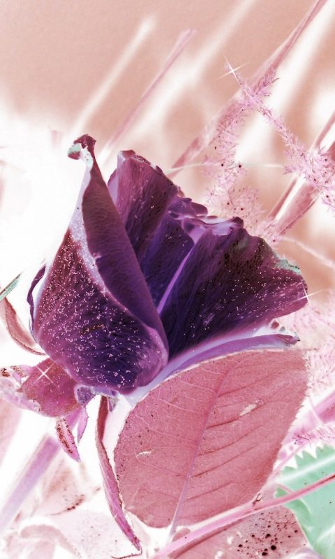 close-up-plant